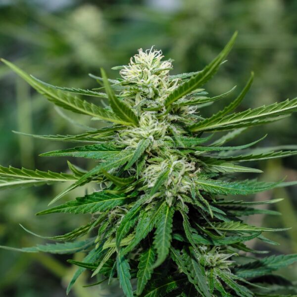 Jenny Kush Seeds