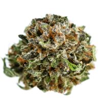Close-up of a Jet Fuel Gelato Seeds cannabis bud