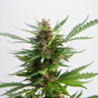 Jet Fuel Gelato Seeds Product Image