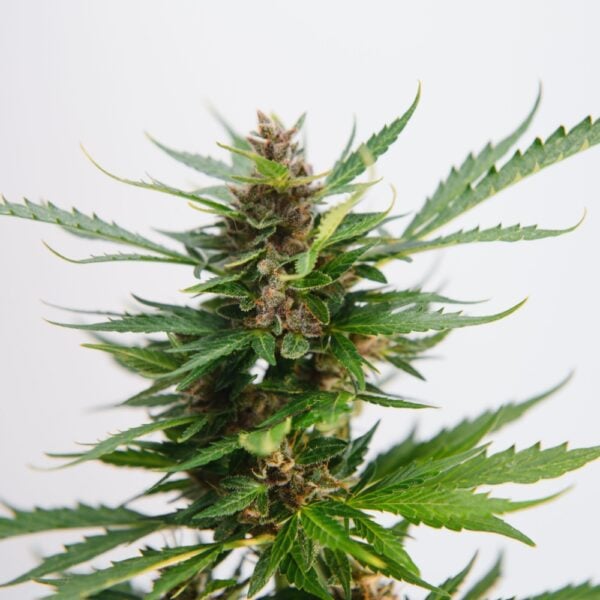 Jet Fuel Gelato Seeds