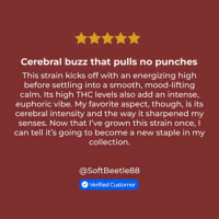 Jet Fuel Gelato Seeds Review