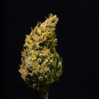 LA-Kush-Cake-bud-gallery