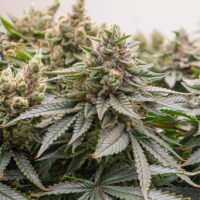 LA-Kush-Cake-cannabis-plant-feature