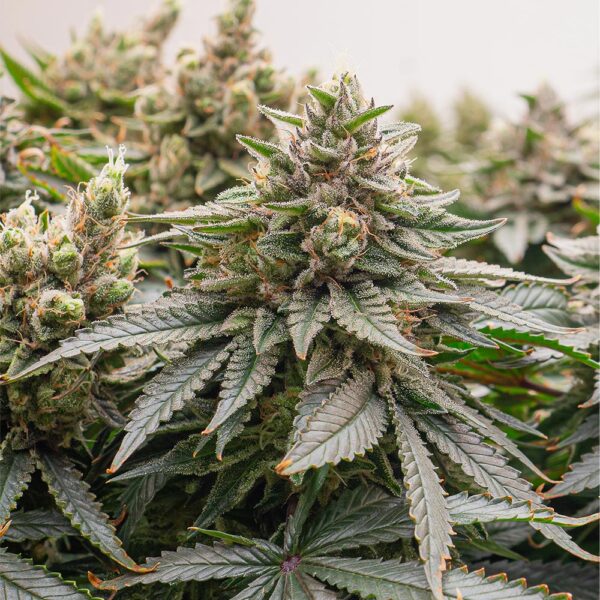 LA Kush Cake Seeds