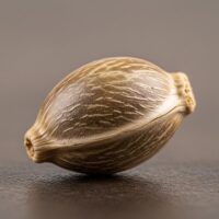 LA-Kush-Cake-seed-closeup