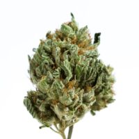 Closeup of a Lemon Gelato cannabis plant bud