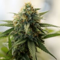 Close-up of Lemon Gelato cannabis plant bud