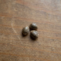 Three Lemon Gelato seeds on wooden surface