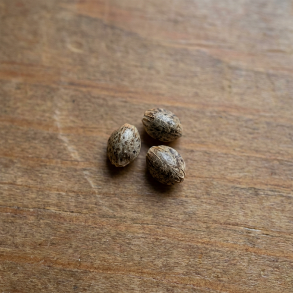 Hover image for Lemon Gelato Seeds