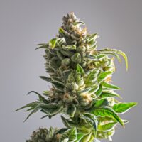 Close-up of Lemon Kush cannabis plant buds