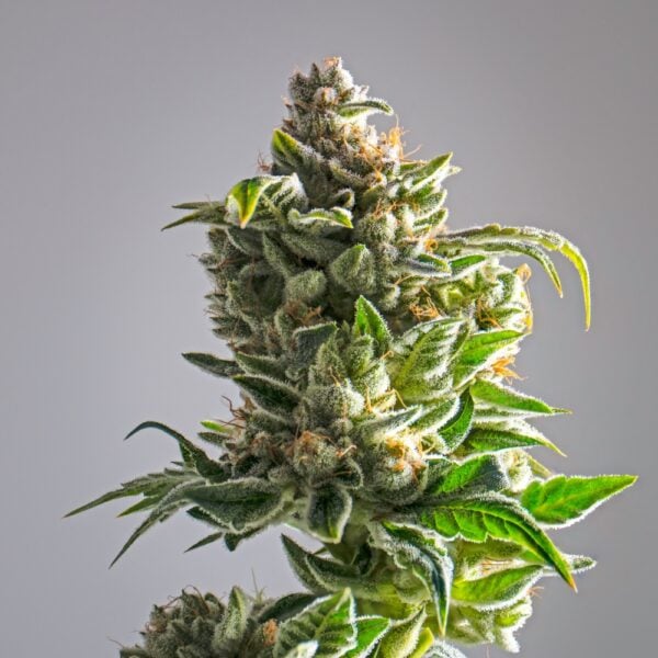 Lemon Kush Seeds