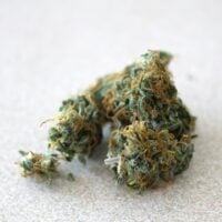 Maui-Wowie-bud-gallery