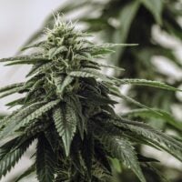 Maui-Wowie-cannabis-plant-feature