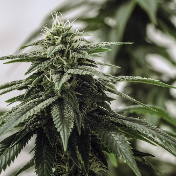 Maui Wowie Seeds
