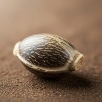 Maui-Wowie-seed-closeup