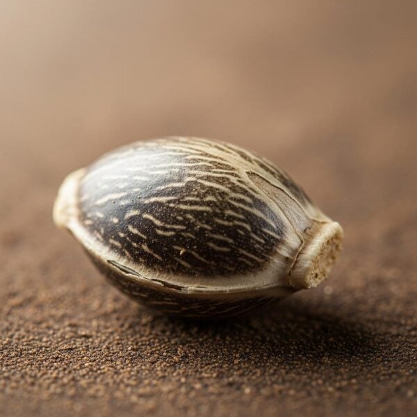 Hover image for Maui Wowie Seeds