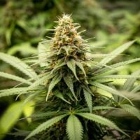 Og-Kush-plant-feature