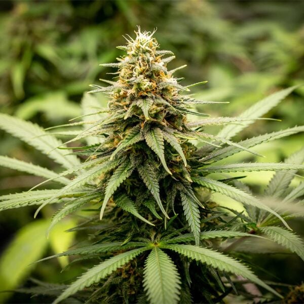 OG Kush Seeds
