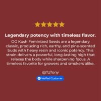 Og-Kush-review