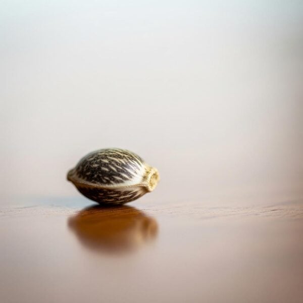 Hover image for OG Kush Seeds