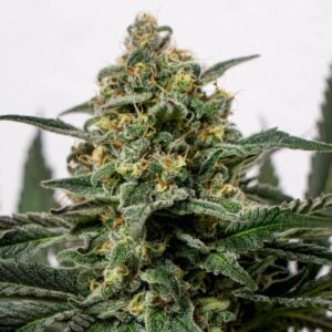 Orange Cookies Seeds