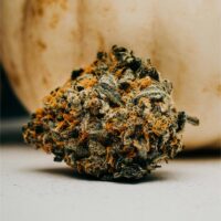 Pancake-bud-gallery