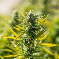 Pancake-cannabis-plant-feature