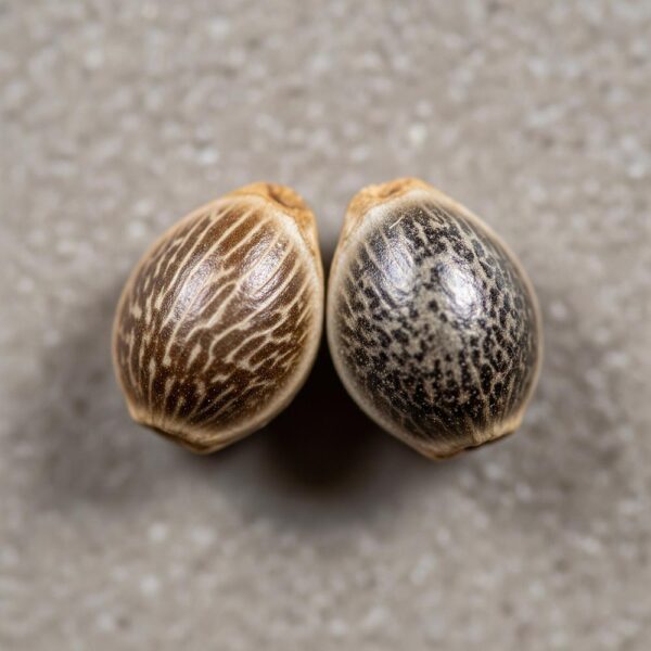 Hover image for Pancake Seeds