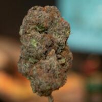 Pink-Runtz-Auto-bud-gallery