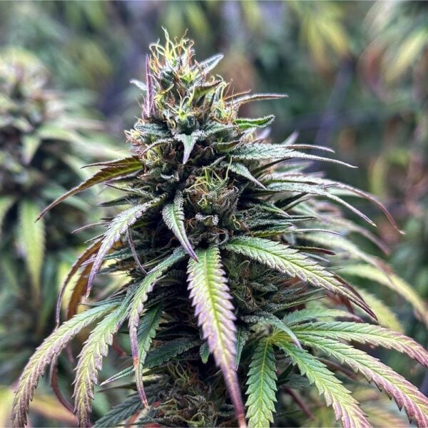 Pink Runtz Auto