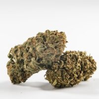 Two Platinum Kush cannabis buds on white background