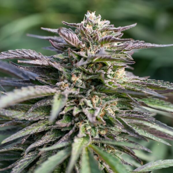 Platinum Kush Seeds
