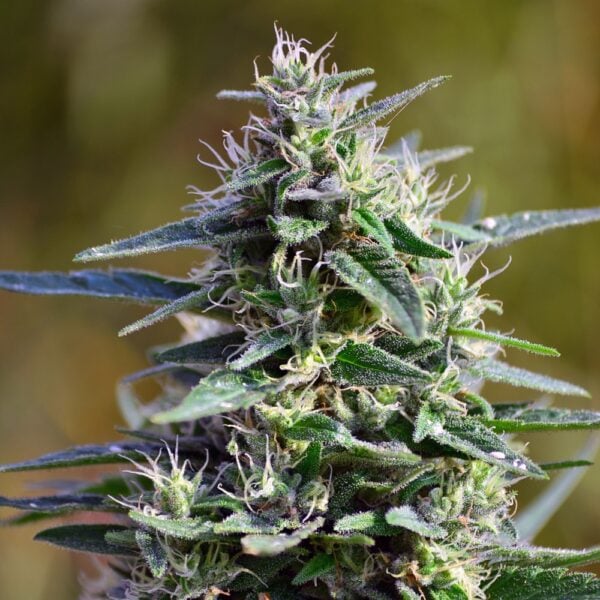 Platinum OG Seeds