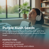 Purple Kush Seeds Highlight