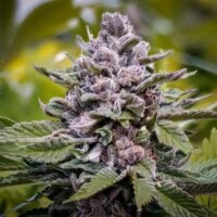 Purple Kush cannabis plant bud with frosty trichomes
