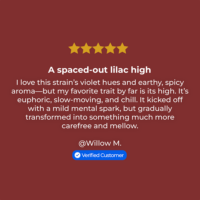 Purple Kush Seeds Review