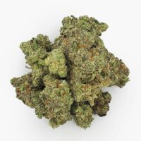 Purple-Punch-bud-gallery