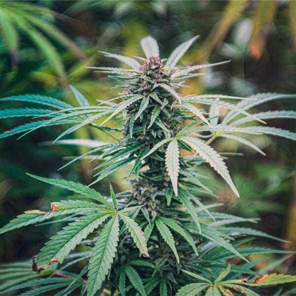 Purple Punch Seeds