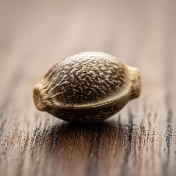 Hover image for Purple Punch Seeds