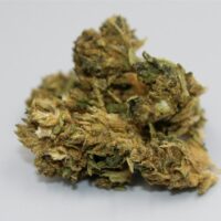 Purple-Urkle-bud-gallery