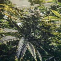 Purple-Urkle-cannabis-plant-feature