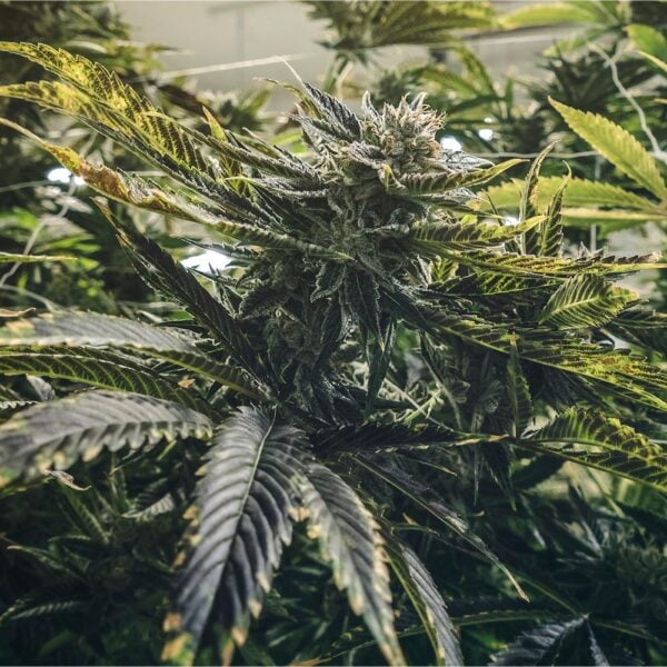 Purple Urkle Seeds