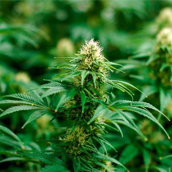 Skywalker OG Seeds