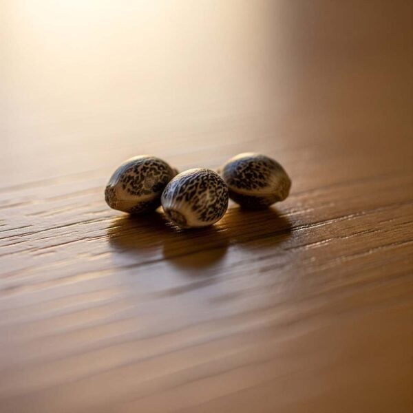 Hover image for Sour Diesel Seeds