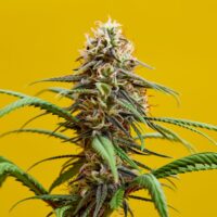 Closeup of a Sour Diesel cannabis plant
