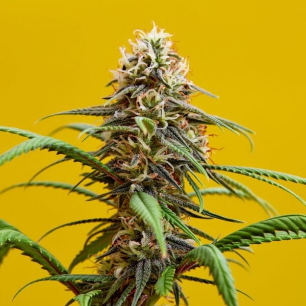 Sour Diesel Seeds