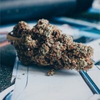 Sour-Tangie-bud-gallery