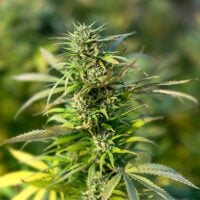 Sour-Tangie-cannabis-plant-feature