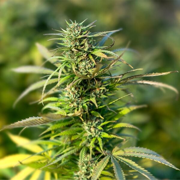 Sour Tangie Seeds