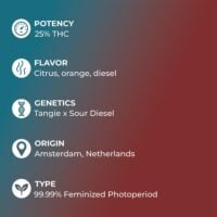 Sour-Tangie-feature